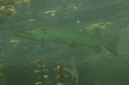 20010803_Echinger_Weiher_0016